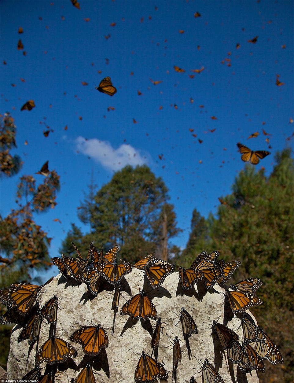 Choáng ngợp trước khung cảnh thần tiên khi bướm vua di cư ở Bắc Mỹ - Ảnh 10.