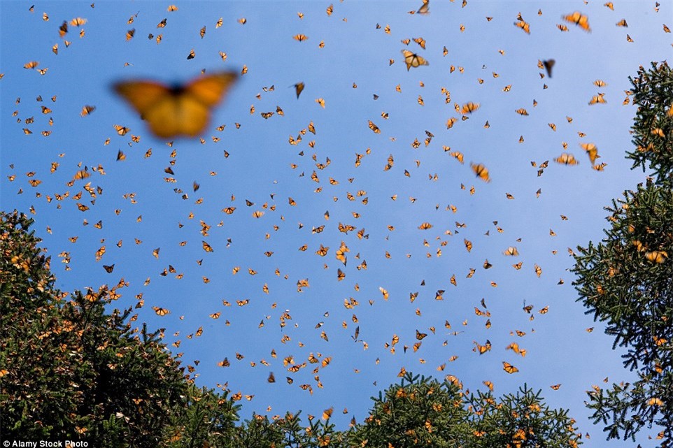 Choáng ngợp trước khung cảnh thần tiên khi bướm vua di cư ở Bắc Mỹ - Ảnh 11.