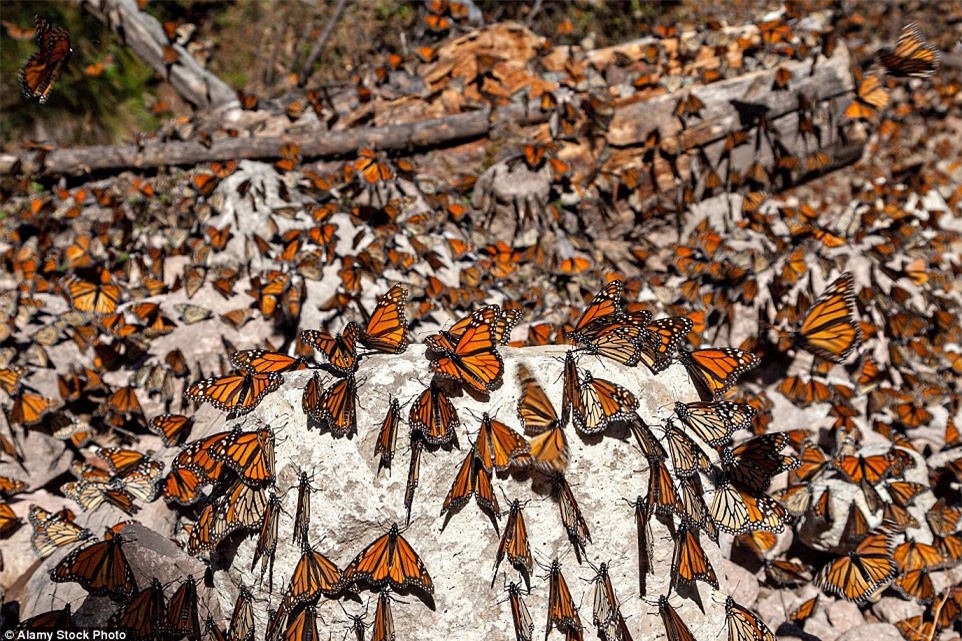 Choáng ngợp trước khung cảnh thần tiên khi bướm vua di cư ở Bắc Mỹ - Ảnh 14.