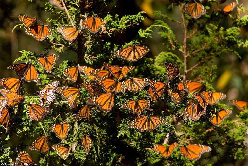 Choáng ngợp trước khung cảnh thần tiên khi bướm vua di cư ở Bắc Mỹ - Ảnh 3.