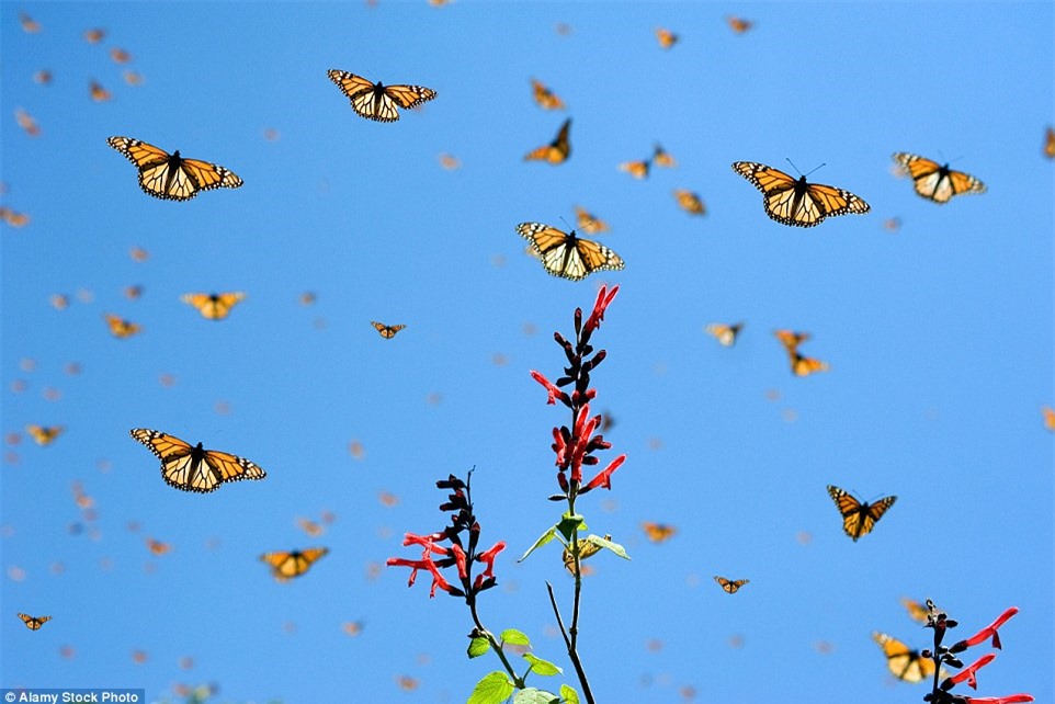 Choáng ngợp trước khung cảnh thần tiên khi bướm vua di cư ở Bắc Mỹ - Ảnh 5.