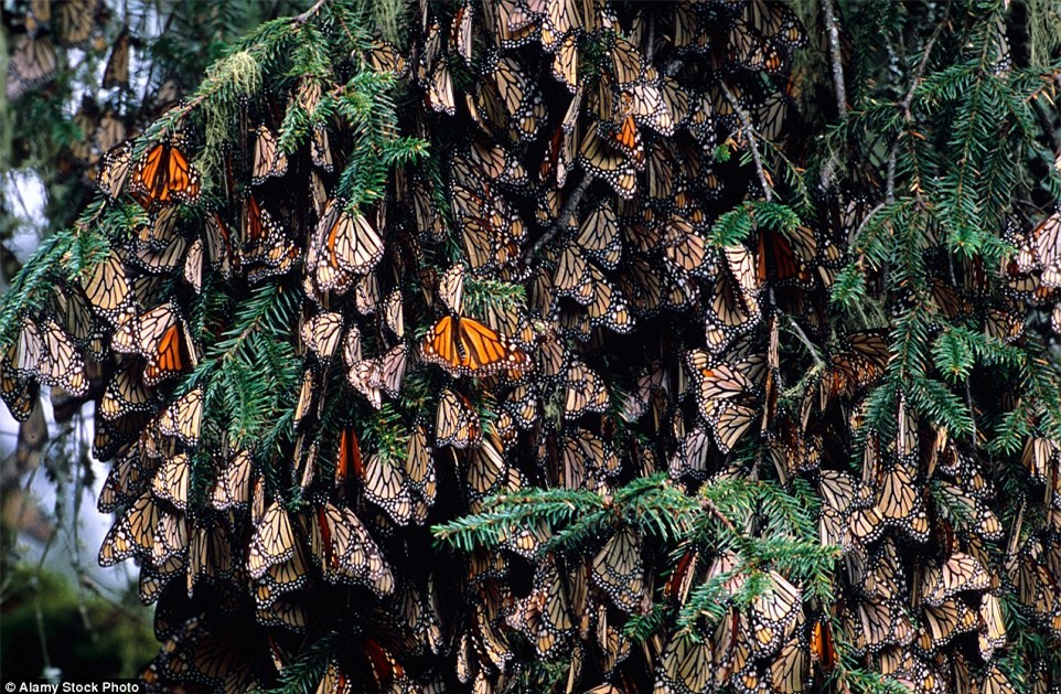Choáng ngợp trước khung cảnh thần tiên khi bướm vua di cư ở Bắc Mỹ - Ảnh 9.