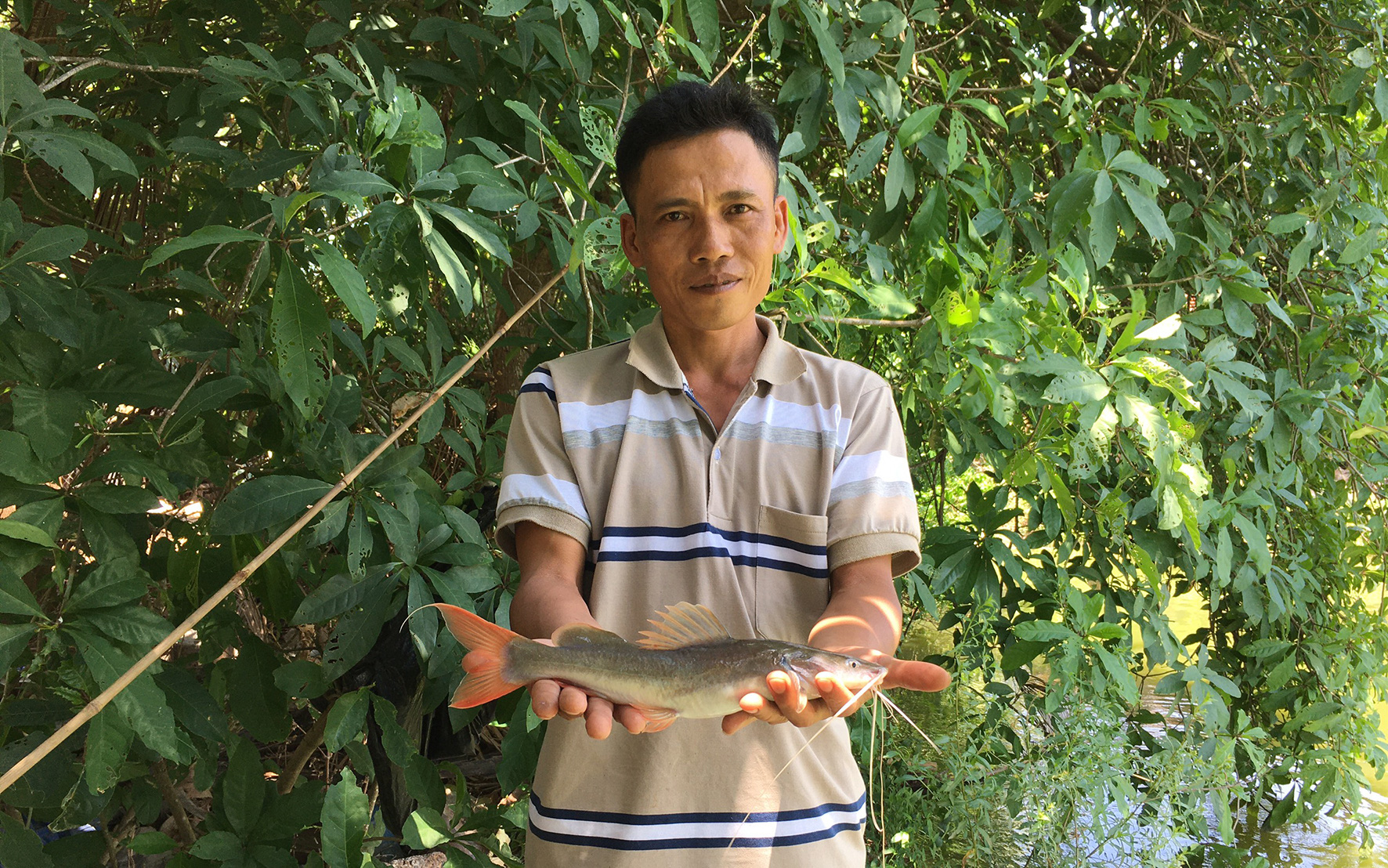 &quot;Liều&quot; nuôi cá lăng đuôi đỏ trong ao đất, bất ngờ ông nông dân Bà Rịa-Vũng Tàu lãi hàng trăm triệu đồng