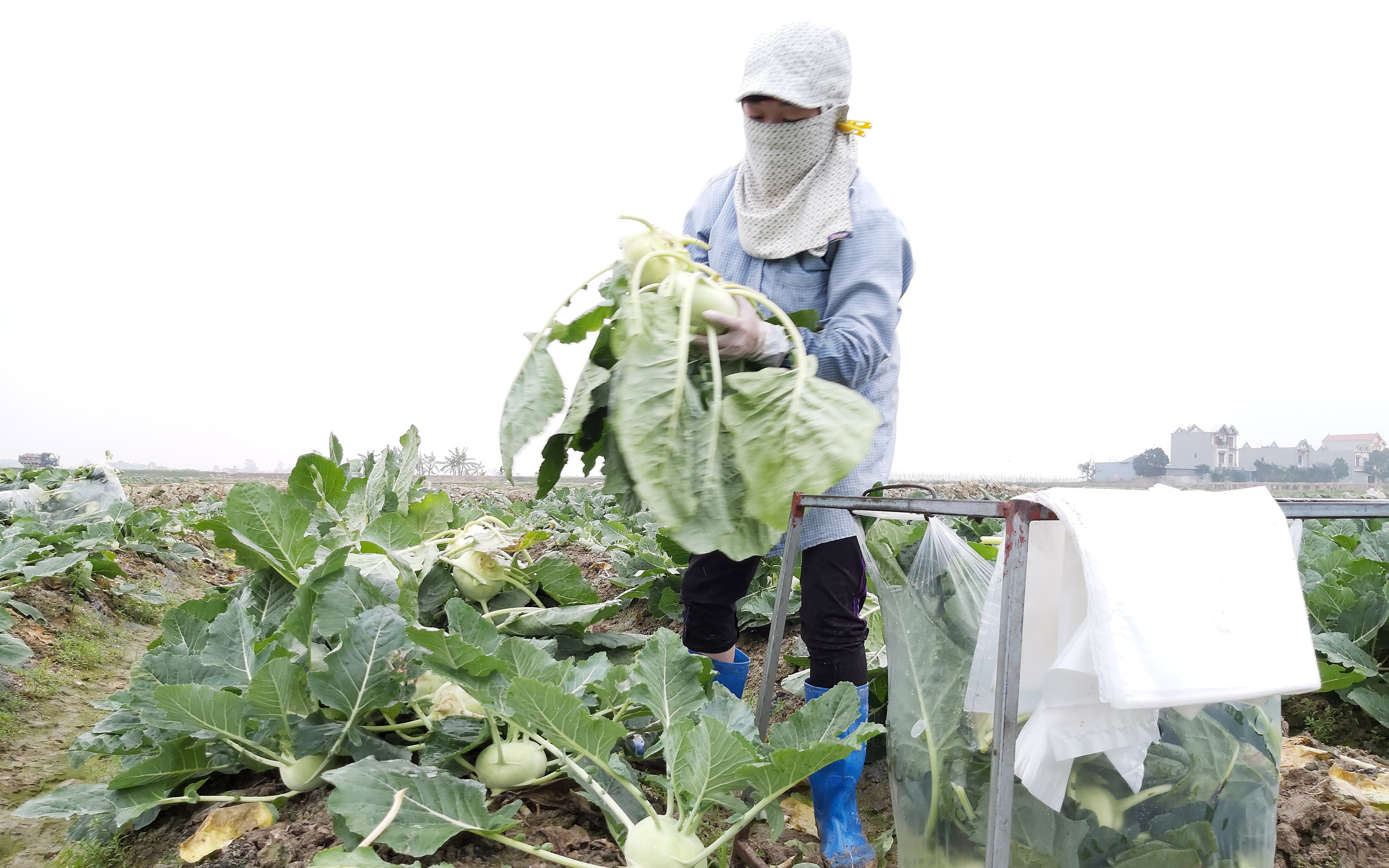 Những cuộc “cách mạng” trên đất lúa kém hiệu quả (bài 2): Tỉnh “bật đèn xanh”, nông dân làm đúng 