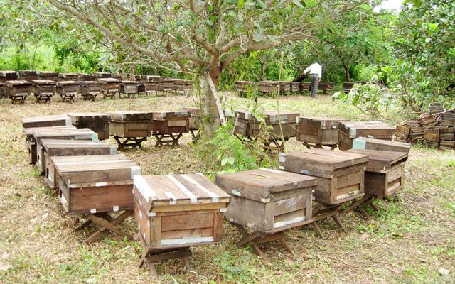 Nghề nuôi ong lấy mật tại tỉnh Đăk Lăk