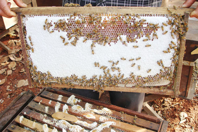 Việt Nam có nhiều điều kiện thuận lợi phát triển nghề nuôi ong
