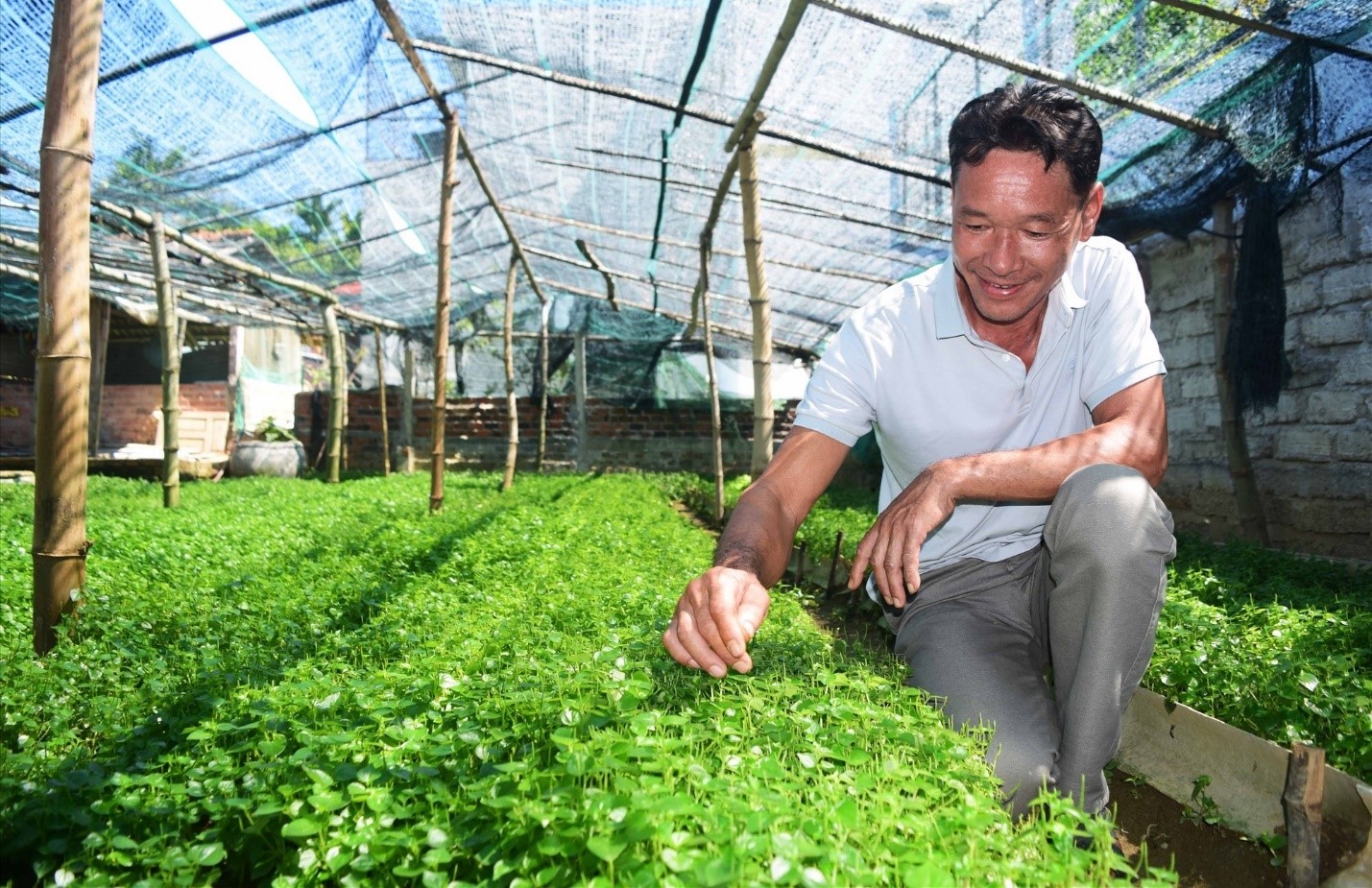 Quảng Nam: Trồng thứ rau dại trước kia mọc vạ vật xó vườn, dân nghèo hay ăn, nay hái lại bán đắt như tôm tươi - Ảnh 1.