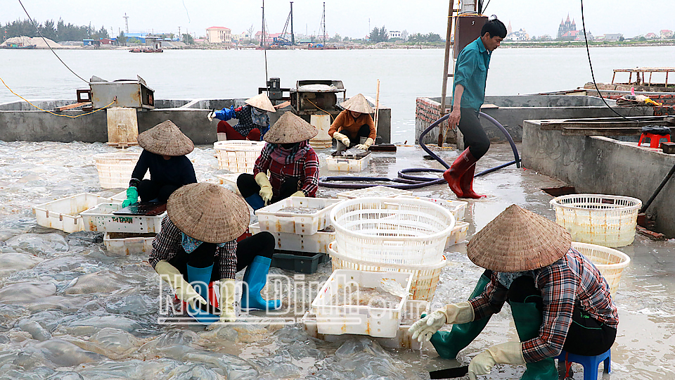 Nam Định: Nổi lập lờ la liệt ngoài biển là con gì mà dân vớt bán kiếm vài triệu, con màu đỏ ăn mới bổ? - Ảnh 1.