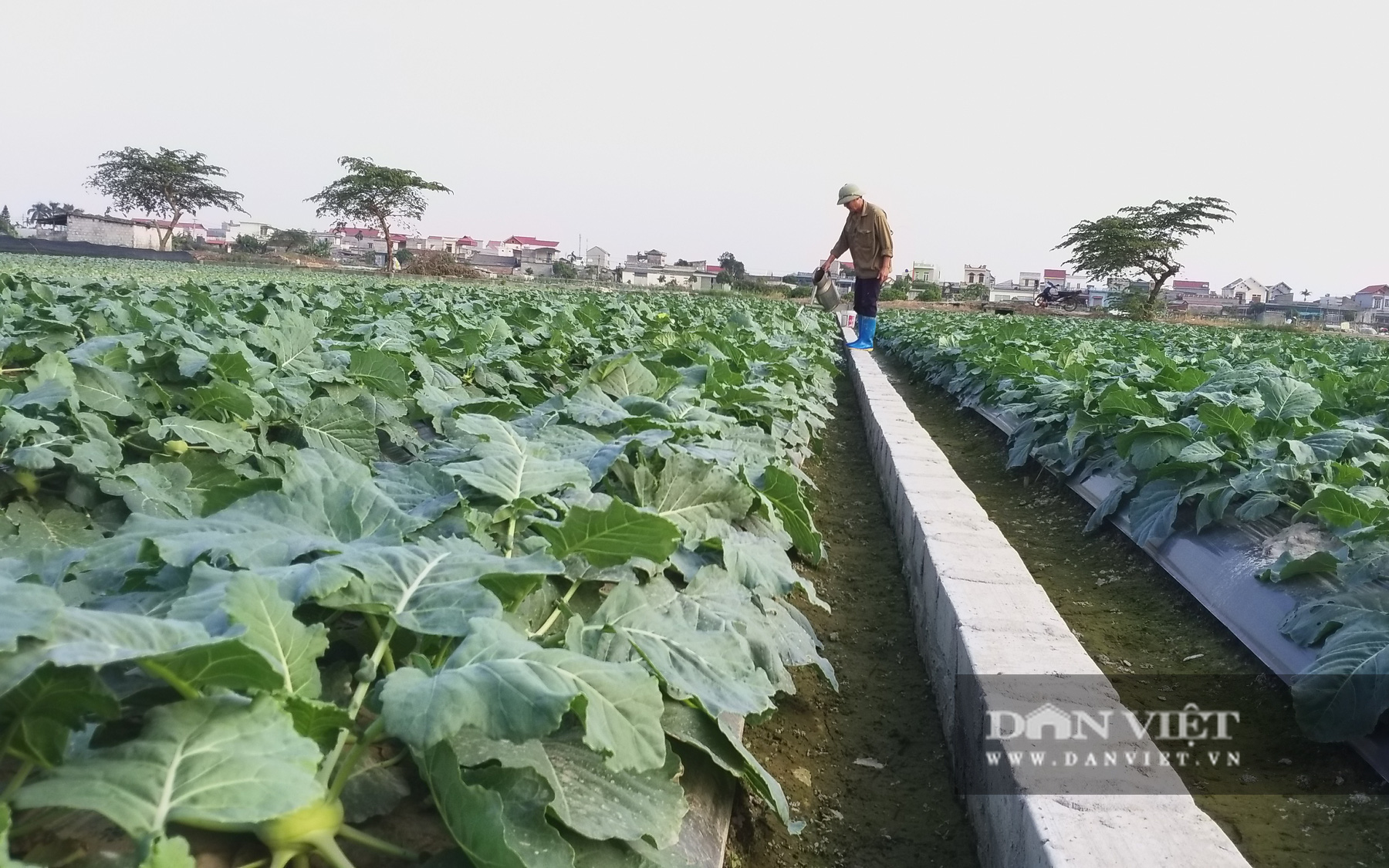 Những cuộc “cách mạng” trên đất lúa kém hiệu quả (bài 3): Đất hoang cỏ rậm rì bỗng thành ruộng &quot;đẻ&quot; trăm triệu