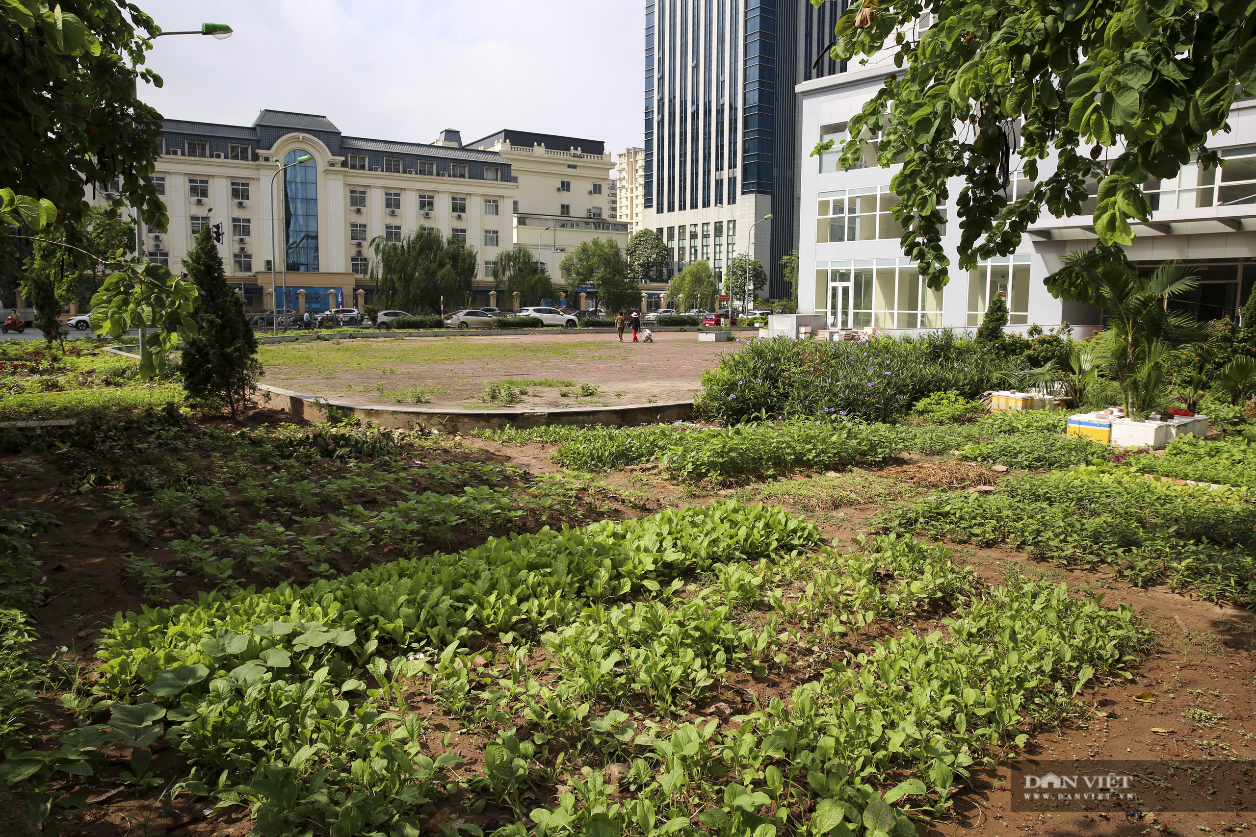 Người Hà Nội trồng rau sạch vào những ô đất trống ven đường để chống đổ trộm phế thải - Ảnh 5.