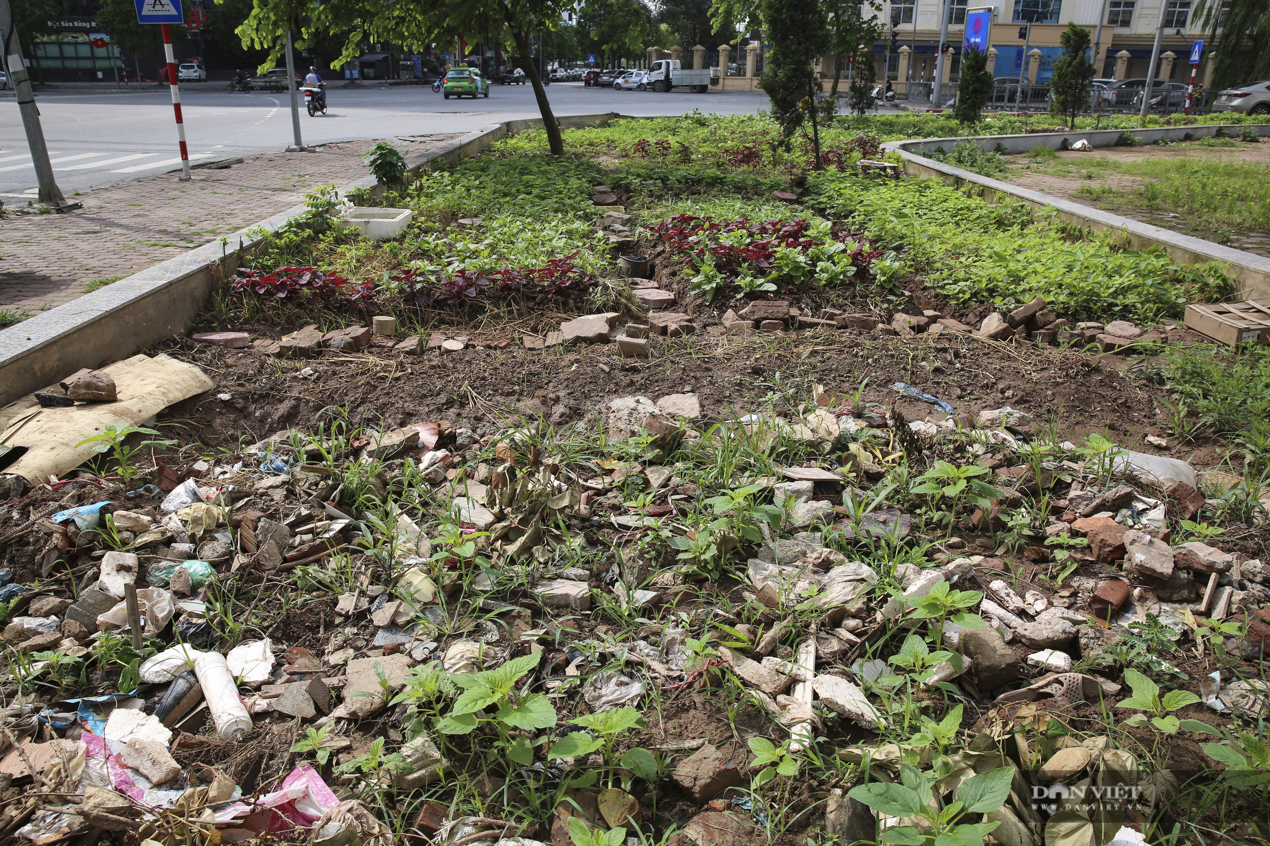 Người Hà Nội trồng rau sạch vào những ô đất trống ven đường để chống đổ trộm phế thải - Ảnh 8.