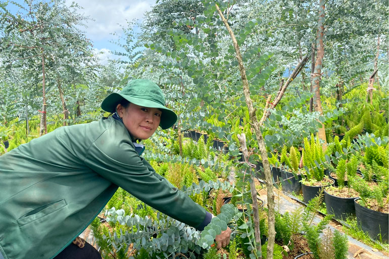 Làm giàu khác người: Một bà nông dân tỉnh Lâm Đồng hái lá cây bán tiền lời cao hơn gấp 4 lần trồng cà phê - Ảnh 1.