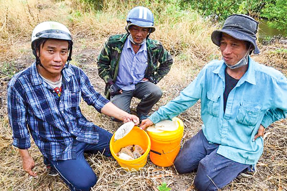 Cà Mau:Ong ruồi làm tổ trên cây lức cho mật tốt đến đâu mà hết đời cha đến đời con đều bảo nhau đi kiếm - Ảnh 2.