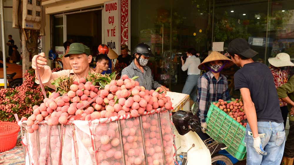 Bắc Giang: Lô vải thiều đầu tiên sắp sang Nhật Bản, huyện Tân Yên chuẩn bị những gì? - Ảnh 3.