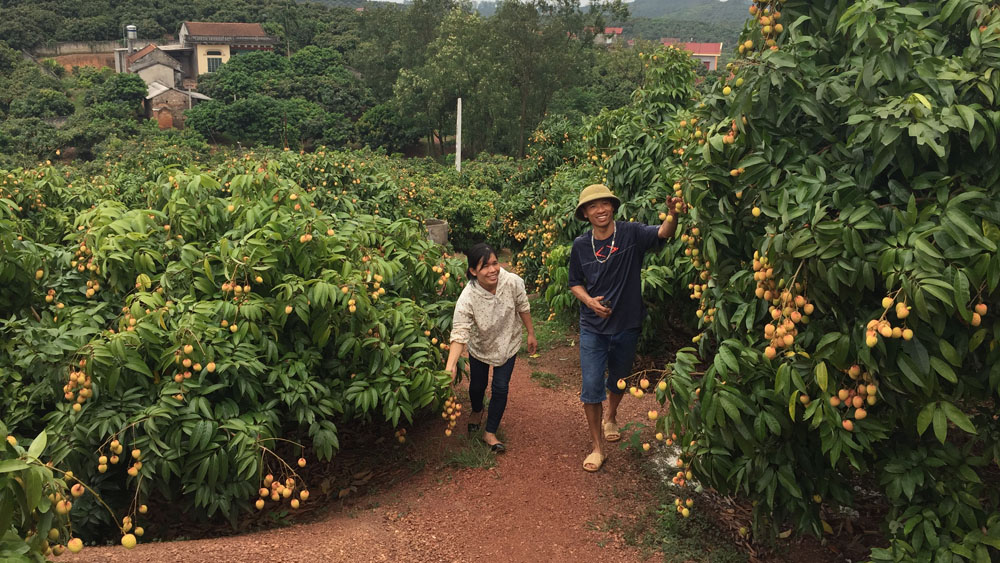 Bắc Giang: Lô vải thiều đầu tiên sắp sang Nhật Bản, huyện Tân Yên chuẩn bị những gì? - Ảnh 1.