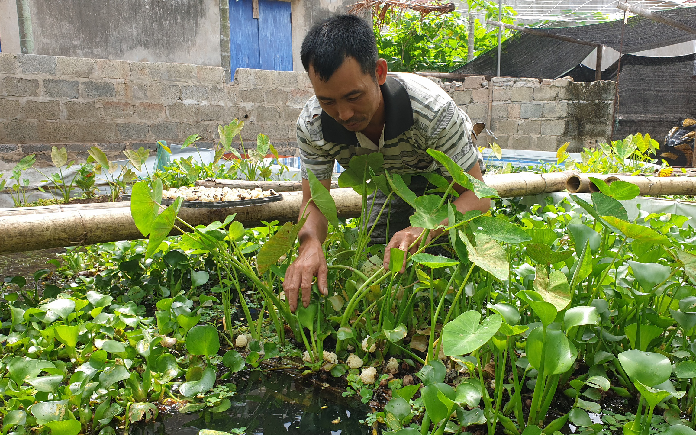 Thanh Hóa: Nuôi con cả ngày bò được nửa mét, ấm lên là nhả ra "vàng trắng", bán tiền triệu mỗi kg