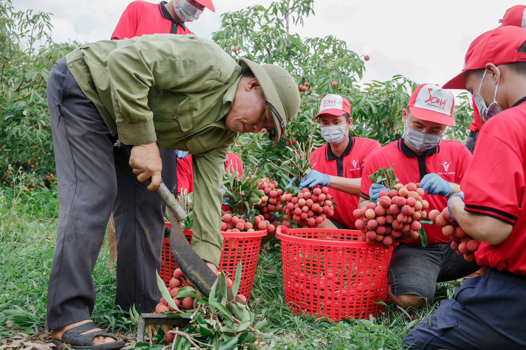 190 thương nhân Trung Quốc được sang thu mua vải thiều Bắc Giang - Ảnh 1.