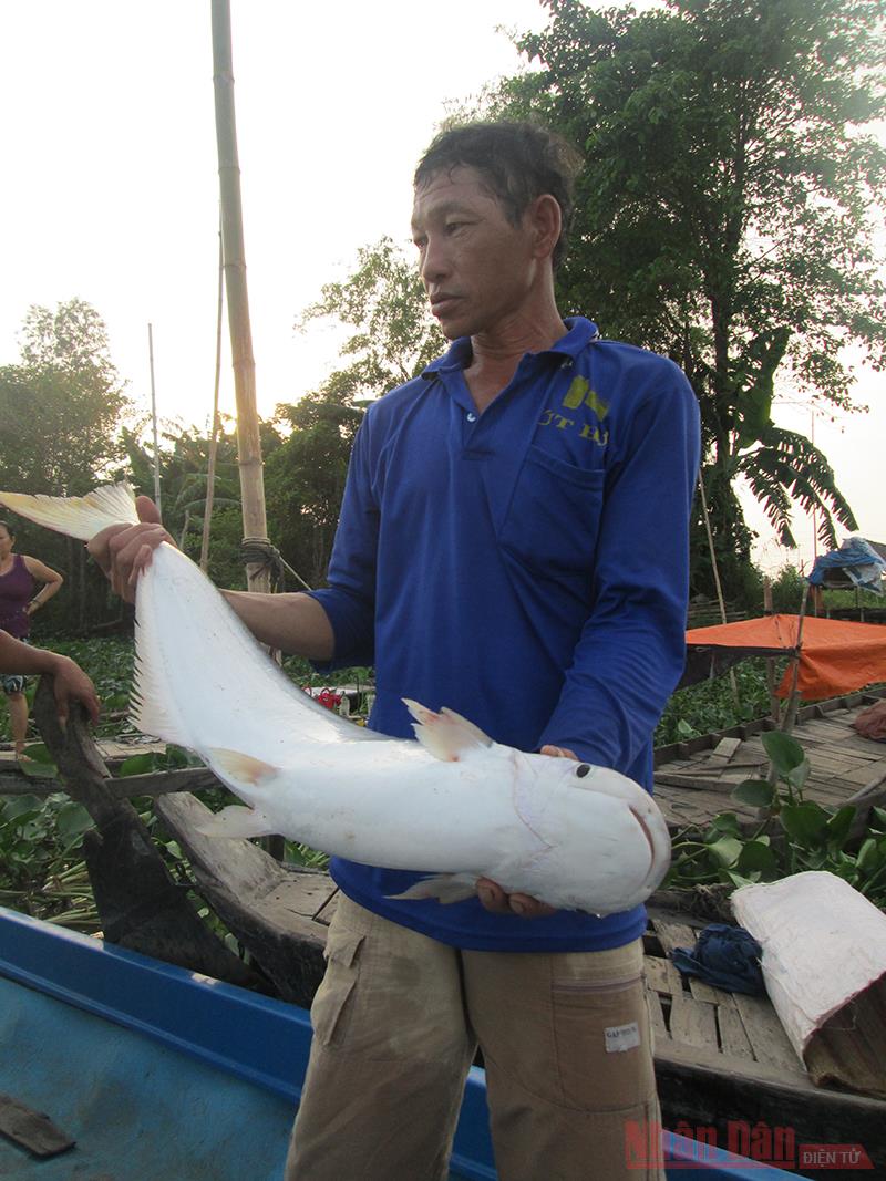 An Giang: Cá bông lau đặc sản trên sông Vàm Nao ngày càng hiếm, bắt được con to sao dân bà cậu vẫn buồn so? - Ảnh 1.