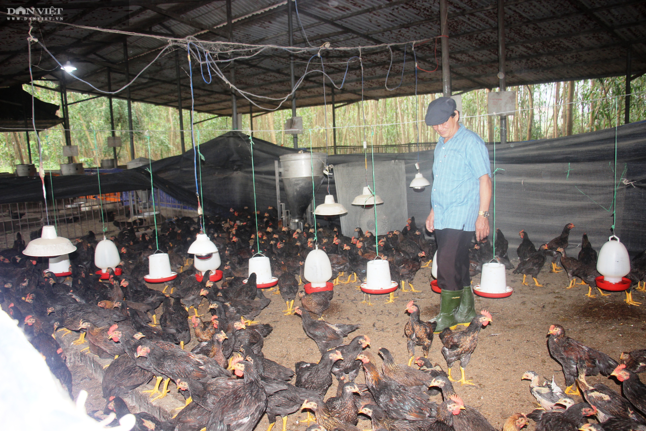 Bình Định: Giá thức ăn tăng vọt, người nuôi gà gặp cảnh lao đao - Ảnh 2.