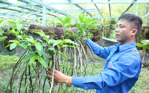 Cao Bằng: Ngắm vườn lan rừng quý hiếm của chàng trai tốt nghiệp Đại học Văn hóa nghệ thuật quân đội bỏ phố về quê