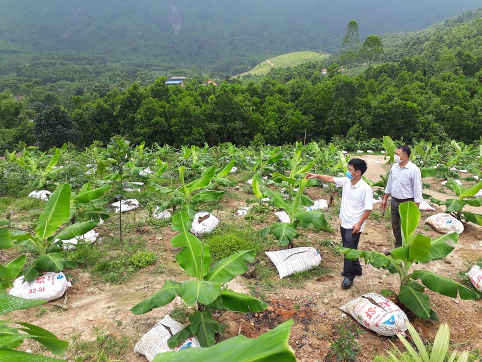 Thái Nguyên: Trồng cây ra cả buồng nhiều nải nông dân nơi đây lãi ròng - Ảnh 1.