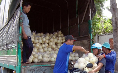 Hậu Giang: Trồng dưa lê lạ, trái tròn to, trắng như bạch ngọc, hái trái nào thương lái &quot;khuân&quot; đi hết sạch