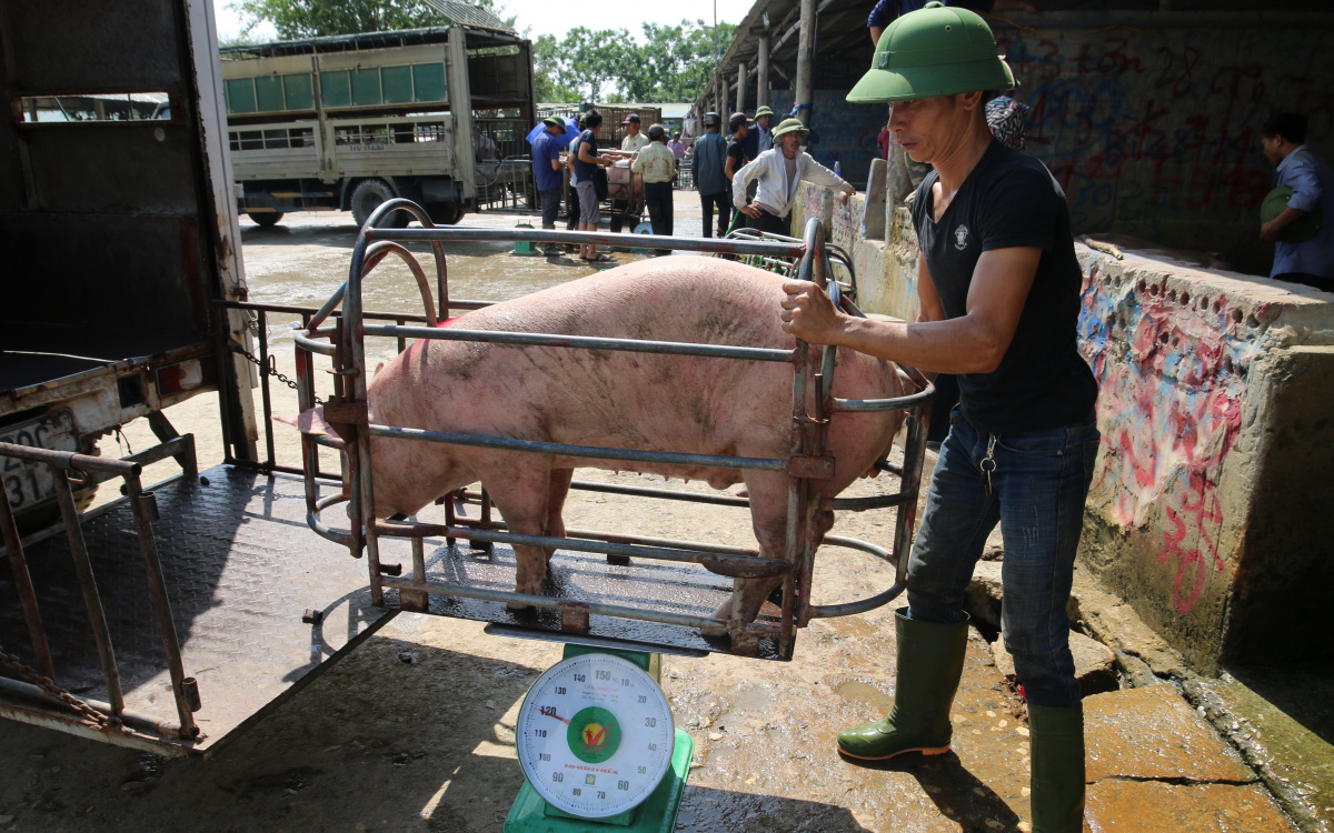 Giá lợn hơi xuống mức thấp nhất trong 1 năm qua, nhiều hộ chăn nuôi &quot;treo&quot; chuồng
