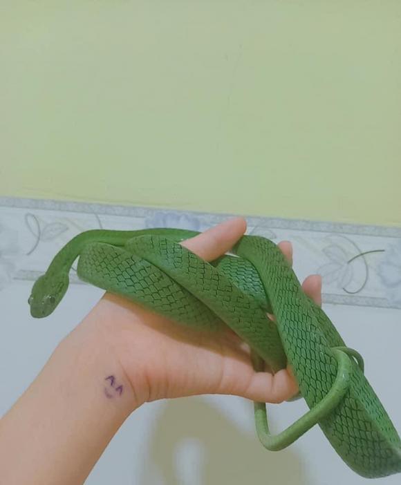 Cô gái Việt nuôi hàng loạt rắn làm... thú cưng - Ảnh 10.