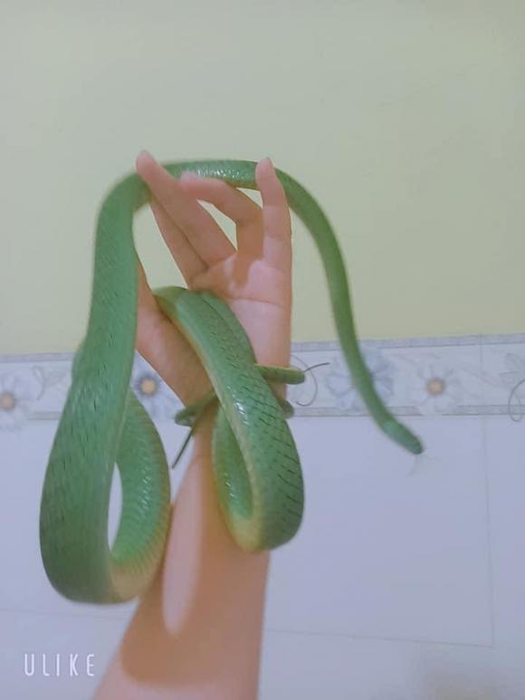 Cô gái Việt nuôi hàng loạt rắn làm... thú cưng - Ảnh 11.