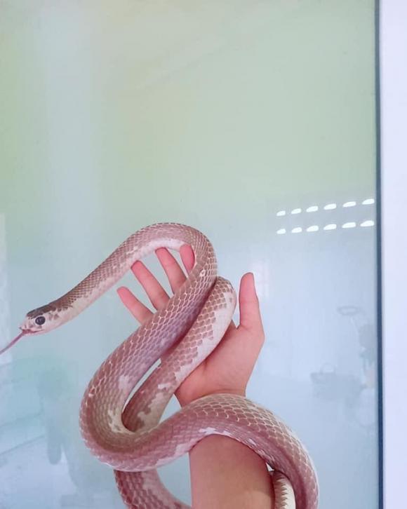 Cô gái Việt nuôi hàng loạt rắn làm... thú cưng - Ảnh 12.