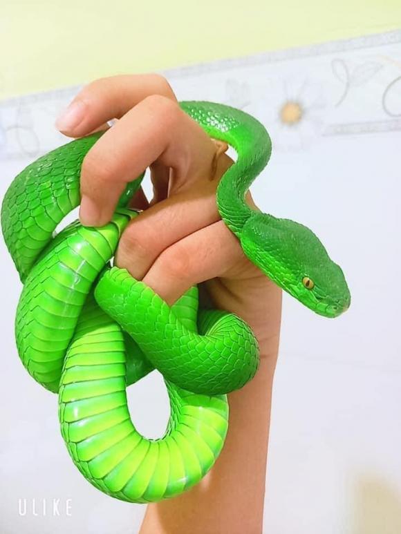 Cô gái Việt nuôi hàng loạt rắn làm... thú cưng - Ảnh 3.