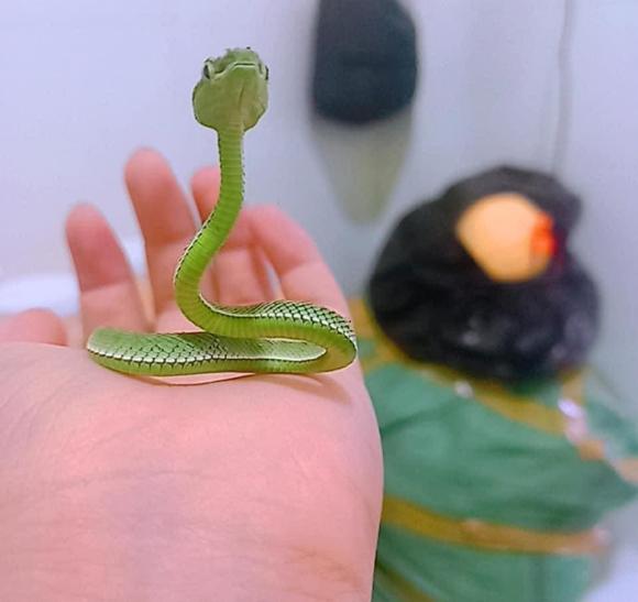Cô gái Việt nuôi hàng loạt rắn làm... thú cưng - Ảnh 8.