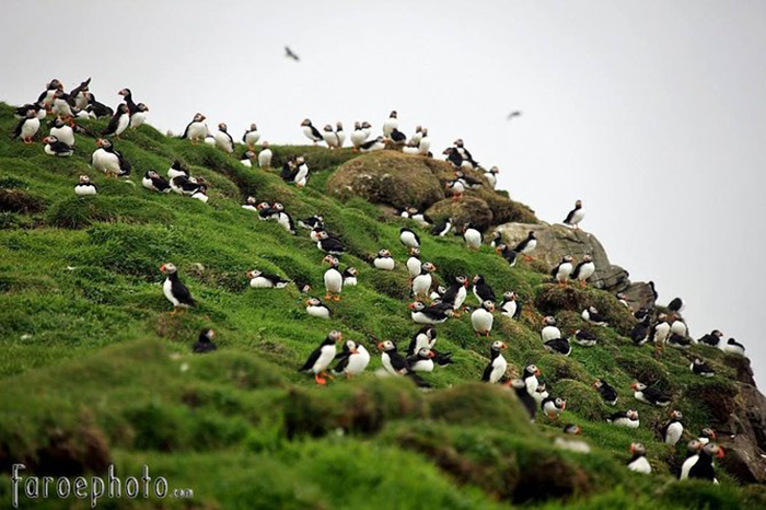 Khám phá quần đảo Faroe - “bí mật du lịch” được giữ kín nhất châu Âu - Ảnh 5.