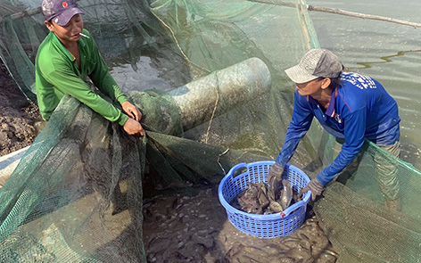 Hậu Giang: Nuôi dày đặc thứ cá này, bắt bán lên nông dân thua lỗ nặng