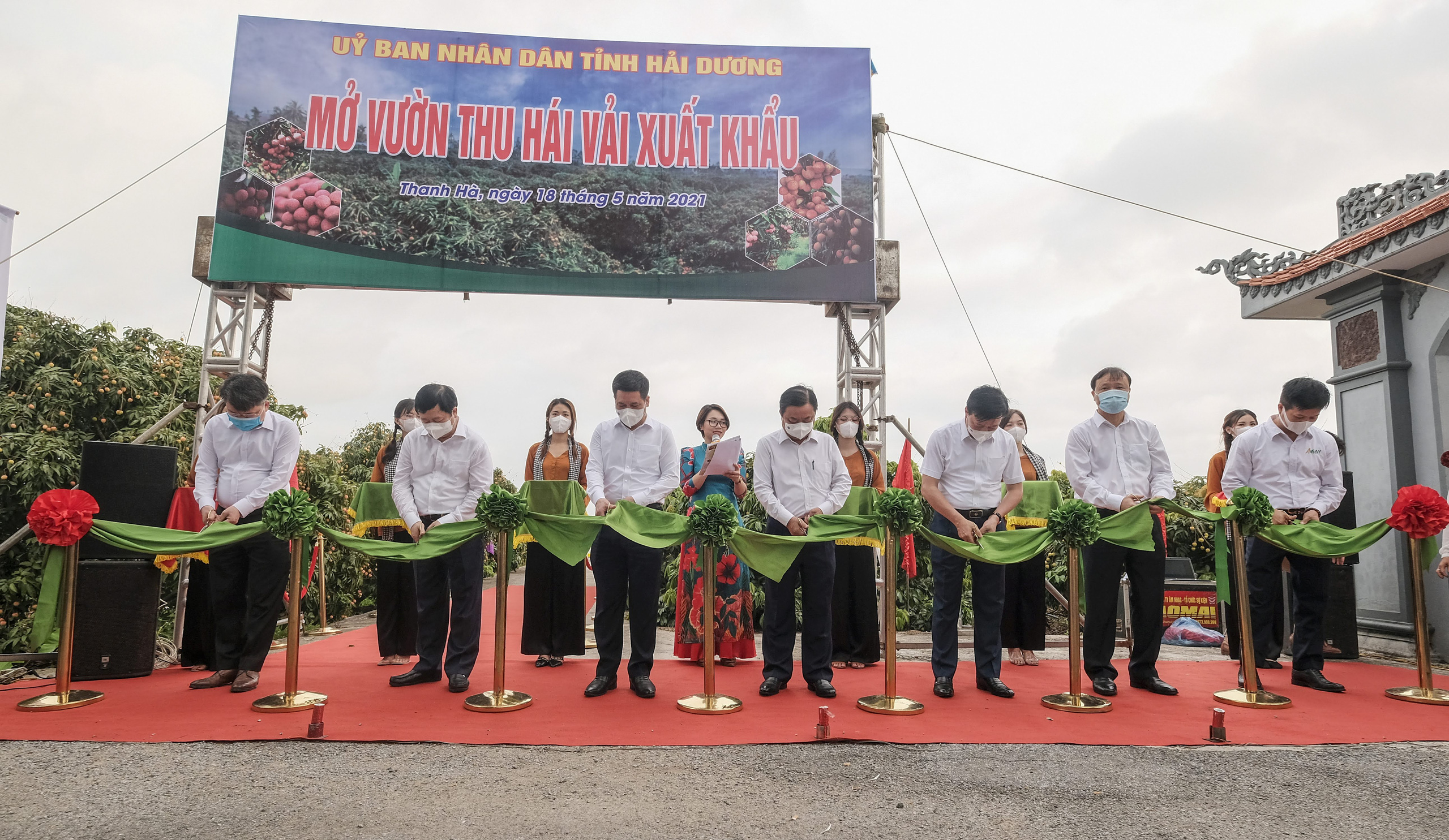 Hải Dương: Chính thức mở vườn đưa quả tiến vua lên đường đi Nhật Bản, Mỹ, doanh nghiệp hứa sẽ gắn &quot;5 sao&quot; - Ảnh 1.