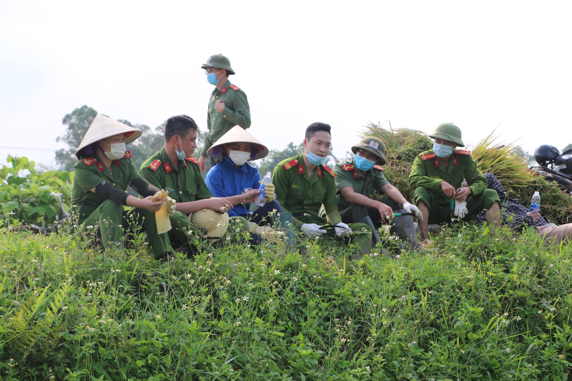 Công an Vĩnh Phúc xuống đồng thu hoạch lúa giúp người dân là F1, F2 đang đi phải cách ly - Ảnh 7.