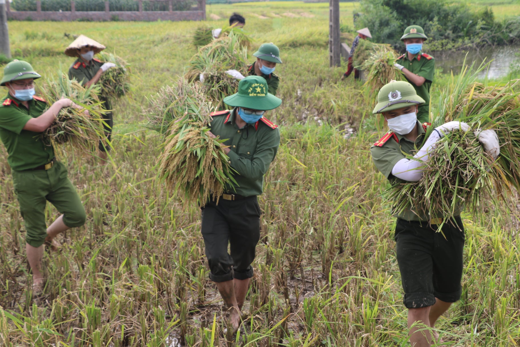 Công an Vĩnh Phúc xuống đồng thu hoạch lúa giúp người dân là F1, F2 đang đi phải cách ly - Ảnh 3.