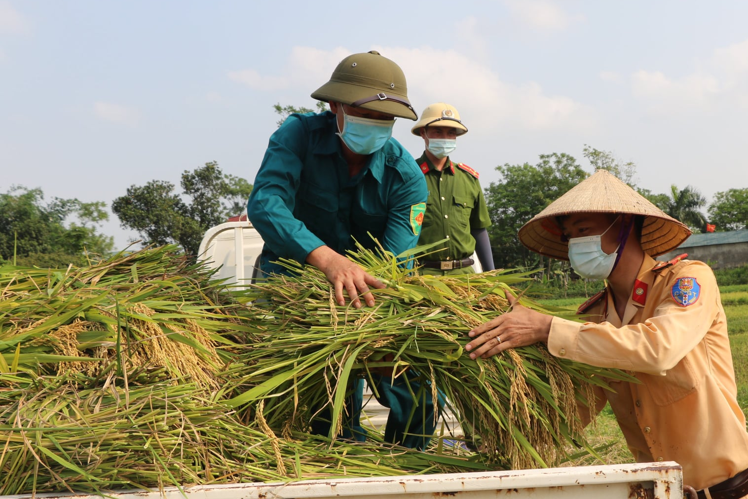 Công an Vĩnh Phúc xuống đồng thu hoạch lúa giúp người dân là F1, F2 đang đi phải cách ly - Ảnh 2.