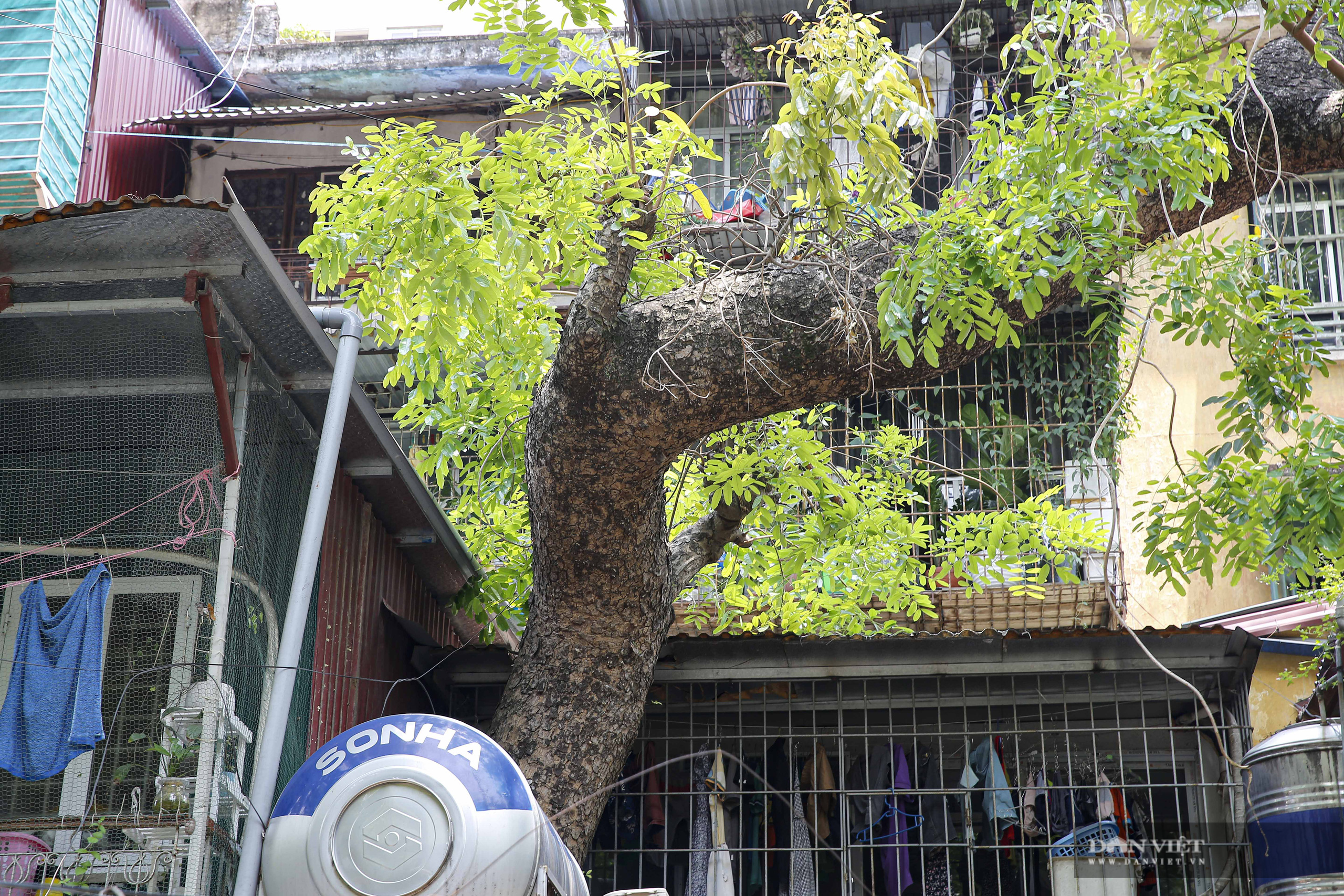 Cây cổ thụ mọc xuyên nhà trong khu tập thể lâu đời nhất Hà Nội - Ảnh 2.