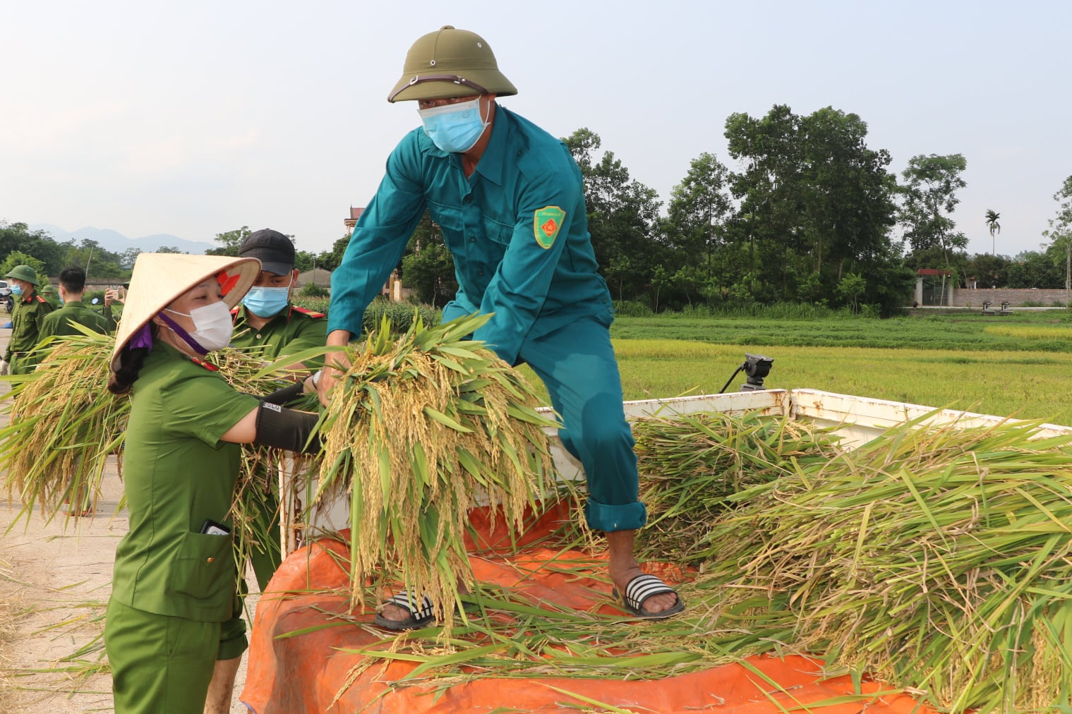 Công an Vĩnh Phúc xuống đồng thu hoạch lúa giúp người dân là F1, F2 đang đi phải cách ly - Ảnh 5.