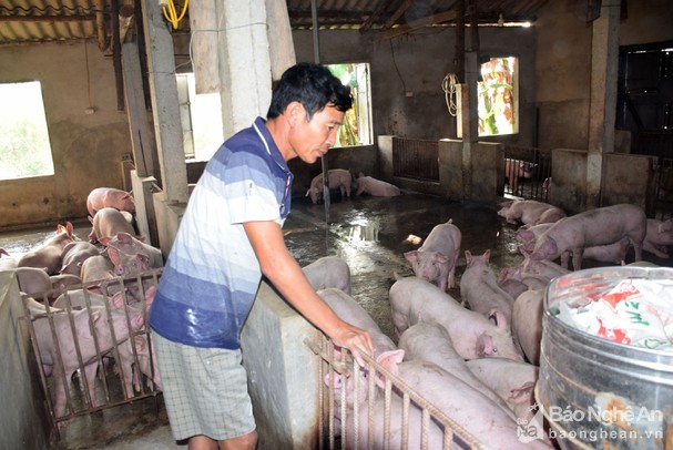 Nghệ An: Giá lợn hơi giảm sâu, &quot;bay&quot; khỏi mốc 70.000 đồng/kg, nhiều người lo &quot;bán tháo&quot; vì điều này - Ảnh 1.