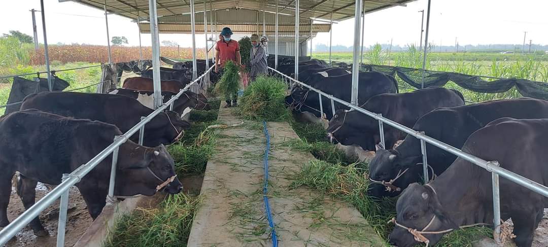 Quảng Nam: Một doanh nghiệp mạnh dạng đầu tư 760 tỷ đồng vào chăn nuôi gia súc công nghệ cao - Ảnh 2.