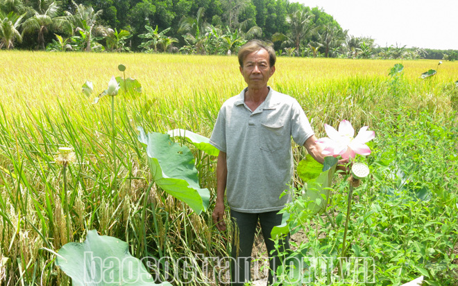 Sóc Trăng: Nuôi cá trong ruộng lúa, ruộng sen kiểu 3 trong 1, chả phải cho ăn mà cá vẫn lớn