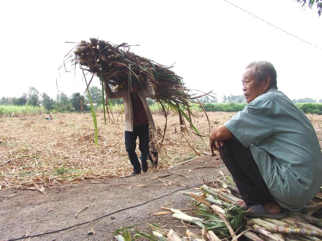 Thay diện tích cây chủ lực giảm nghèo đang gây nghèo này bằng cây khác, nông dân đã khấm khá - Ảnh 4.