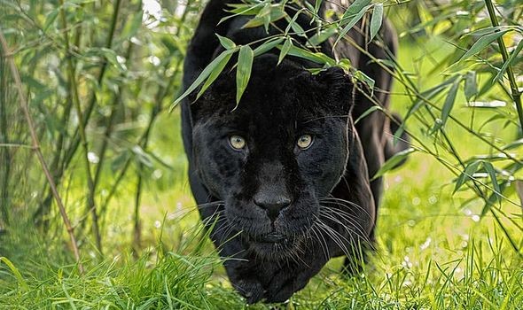 A giant black leopard suddenly appeared in the English countryside - Photo 1.