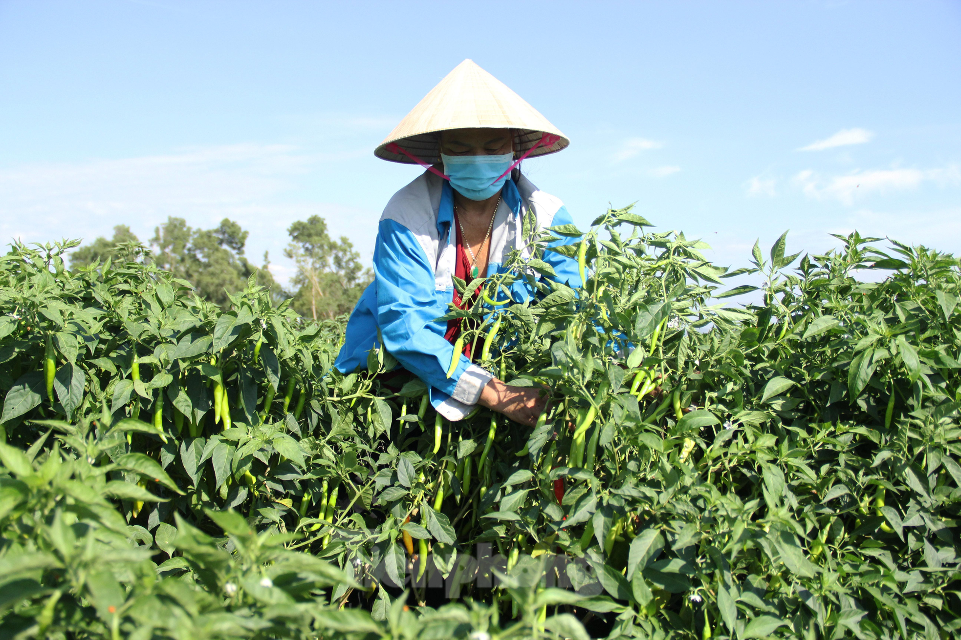 Nông dân Đà Nẵng 'cay mắt' dù đón một vụ ớt được mùa - Ảnh 2.