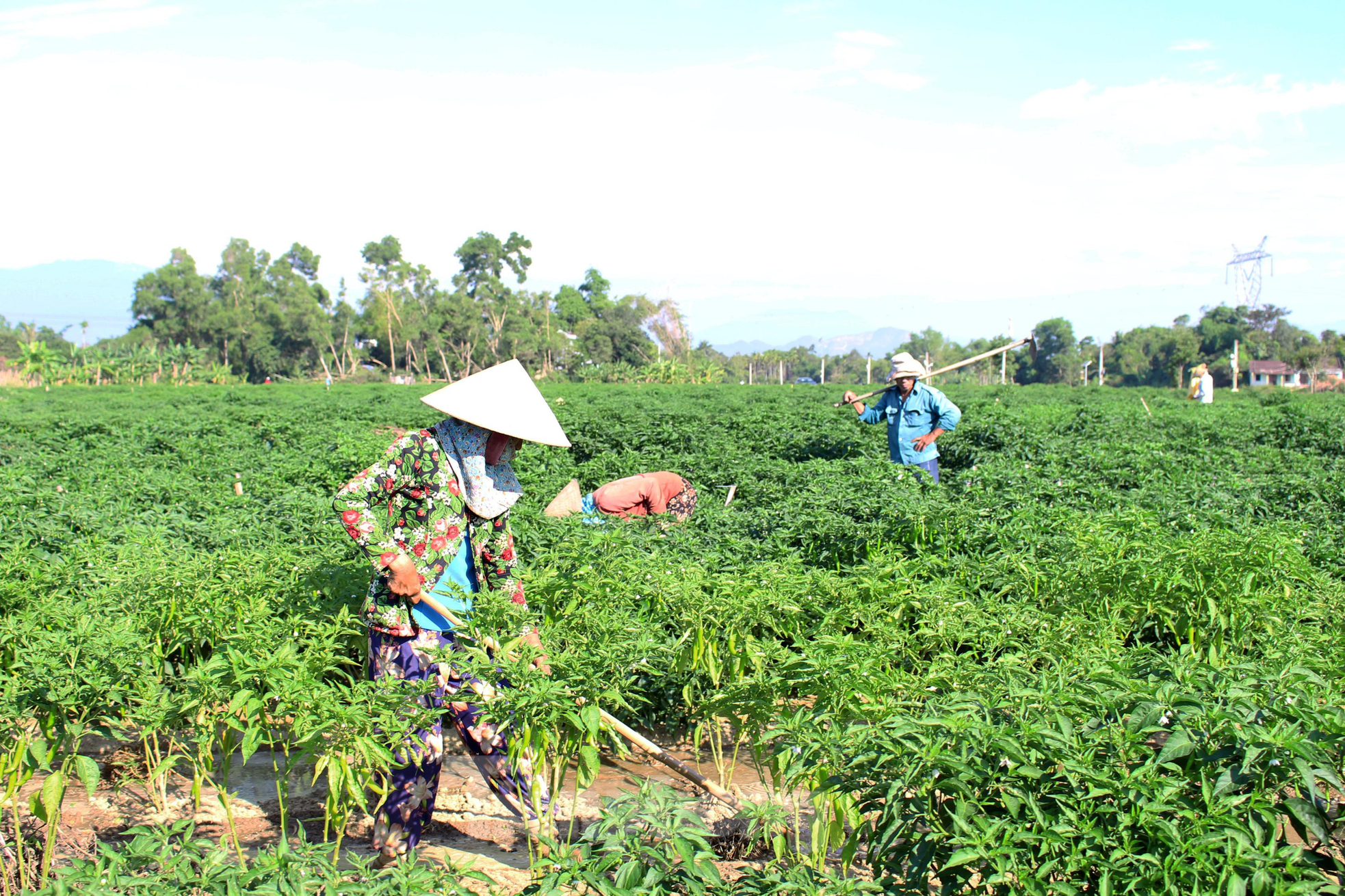 Nông dân Đà Nẵng 'cay mắt' dù đón một vụ ớt được mùa - Ảnh 1.