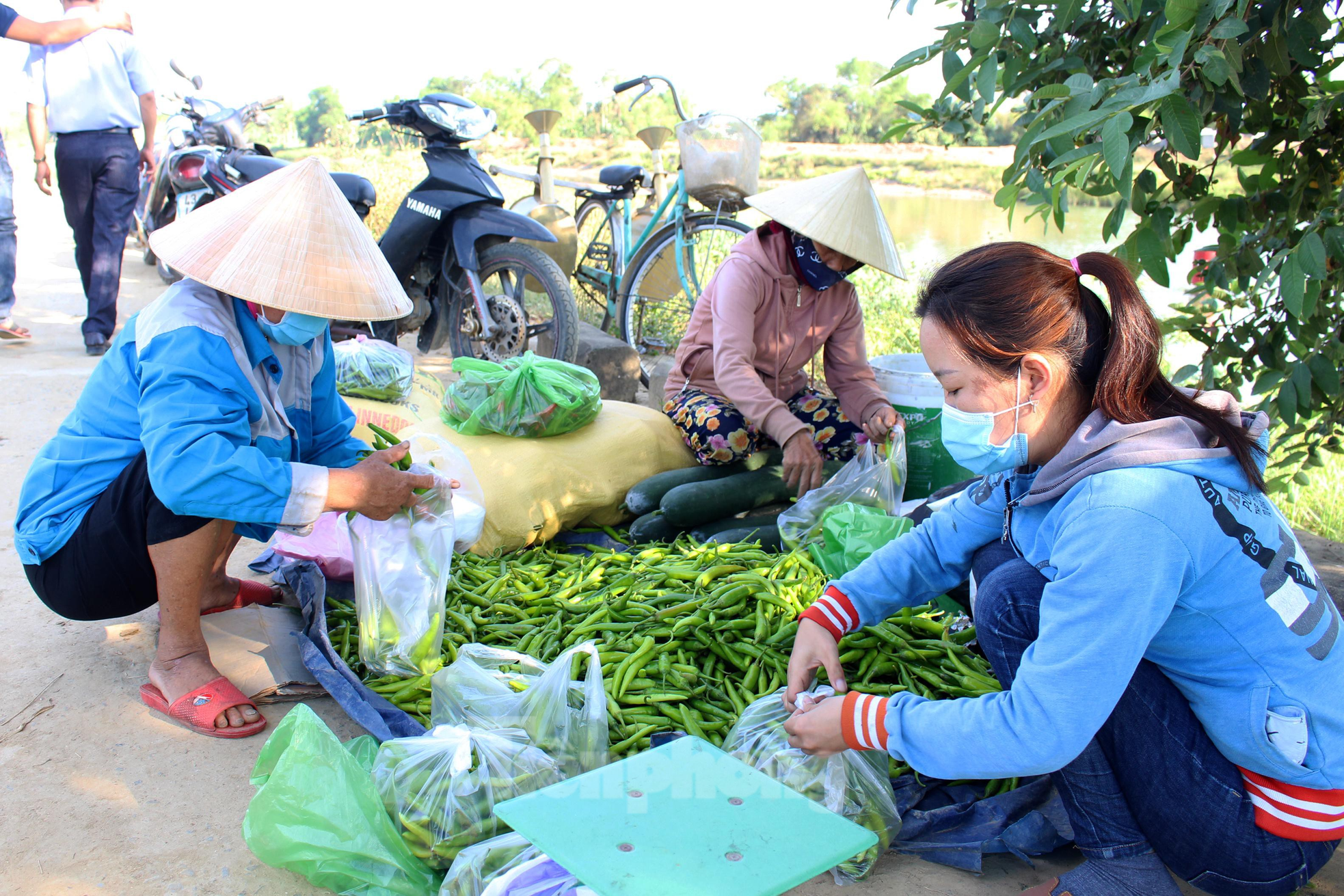 Nông dân Đà Nẵng 'cay mắt' dù đón một vụ ớt được mùa - Ảnh 6.