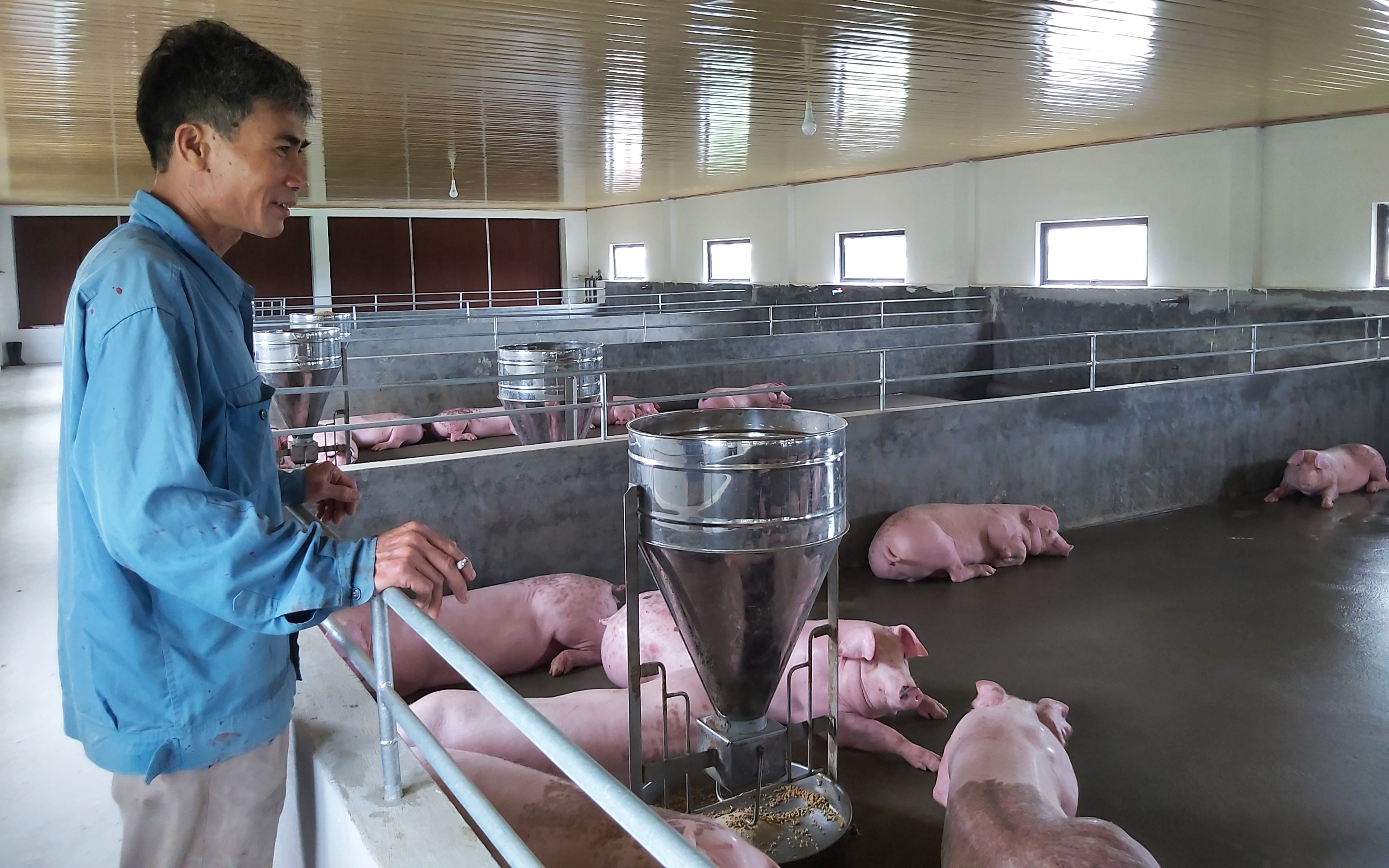 Giá thức ăn chăn nuôi tăng vù vù, nông dân nuôi lợn cầm chừng, đại lý cám cũng &quot;vỡ mặt&quot;