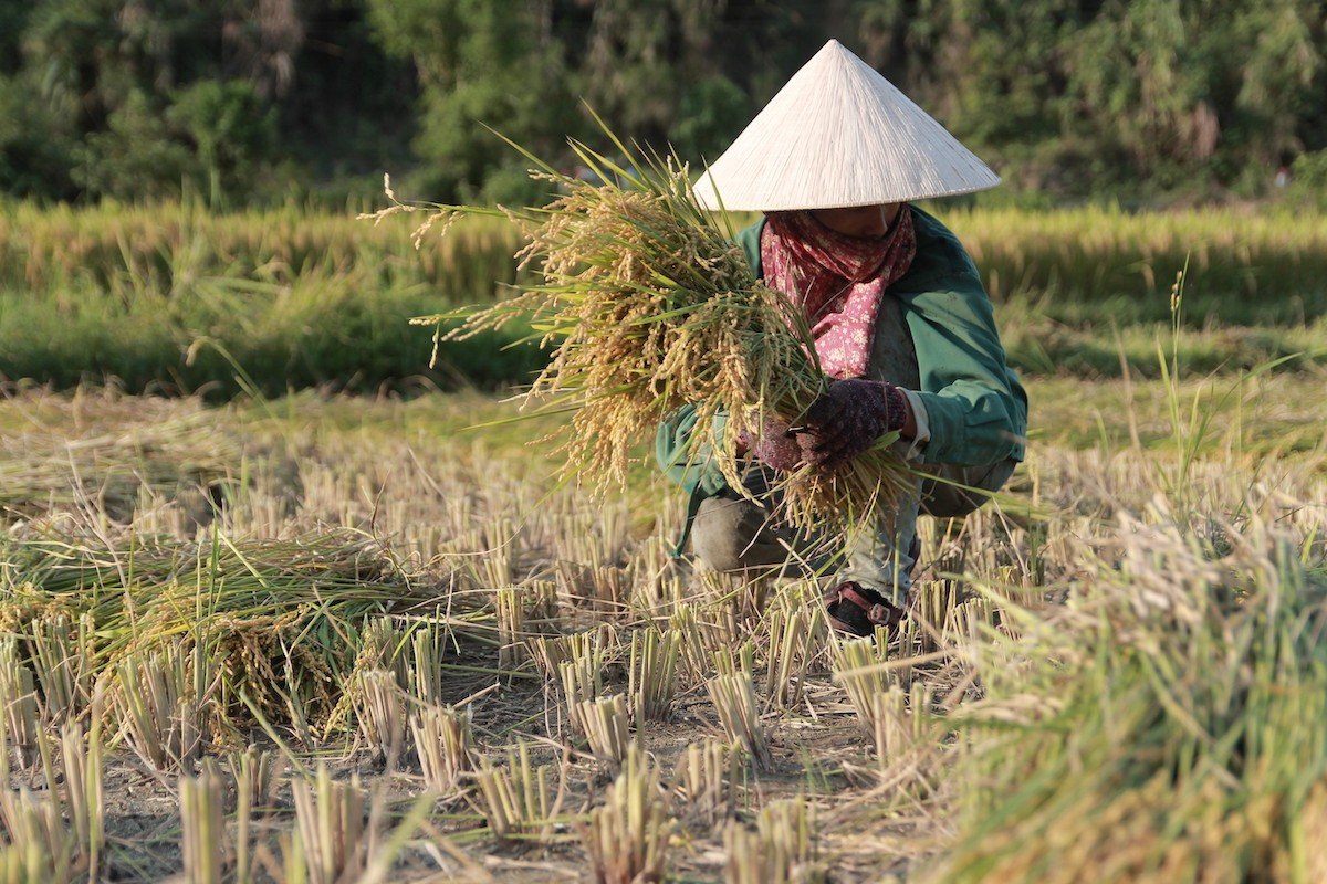 Bức tranh đẹp mê hồn “mùa vàng” trên ruộng bậc thang ở vùng cao Nghệ An  - Ảnh 6.